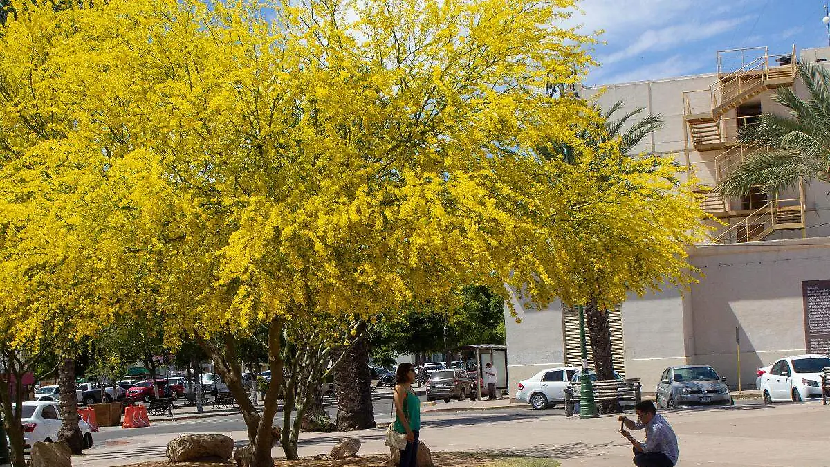 Arboles palo verde - Mike Acosta (2)